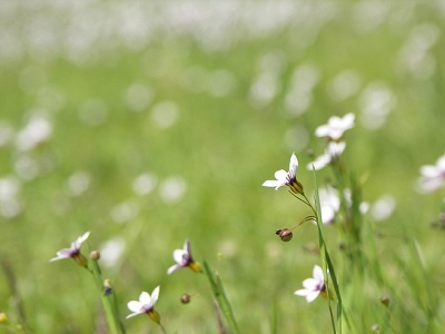 gift-note.jpg(34722 byte)